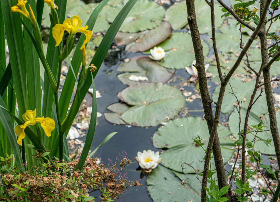 GIVERNY：ジヴェルニー、モネの庭園 | O'Bon Paris | Easy to be Parisian